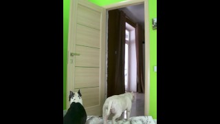 TikTok What The Fluff Challenge goes wrong